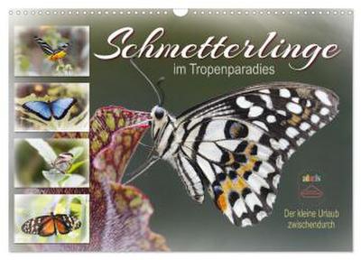 Schmetterlinge im Tropenparadies (Wandkalender 2026 DIN A3 quer), CALVENDO Monatskalender