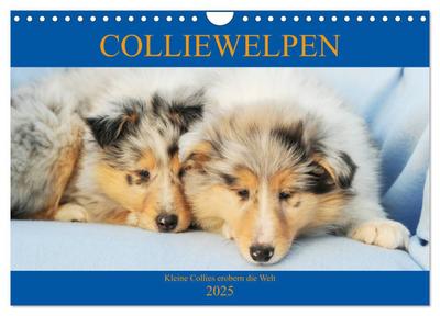Colliewelpen - kleine Collies erobern die Welt (Wandkalender 2025 DIN A4 quer), CALVENDO Monatskalender