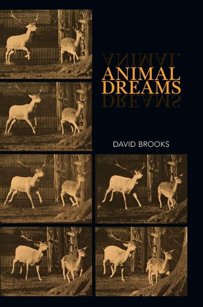 Animal Dreams