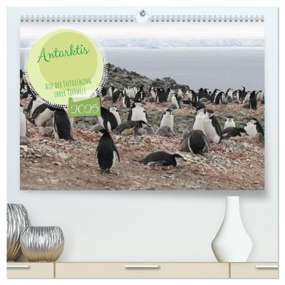 Antarktis Auf der Entdeckung ihrer Tierwelt (hochwertiger Premium Wandkalender 2025 DIN A2 quer), Kunstdruck in Hochglanz
