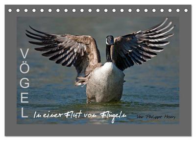 VÖGEL (Tischkalender 2026 DIN A5 quer), CALVENDO Monatskalender
