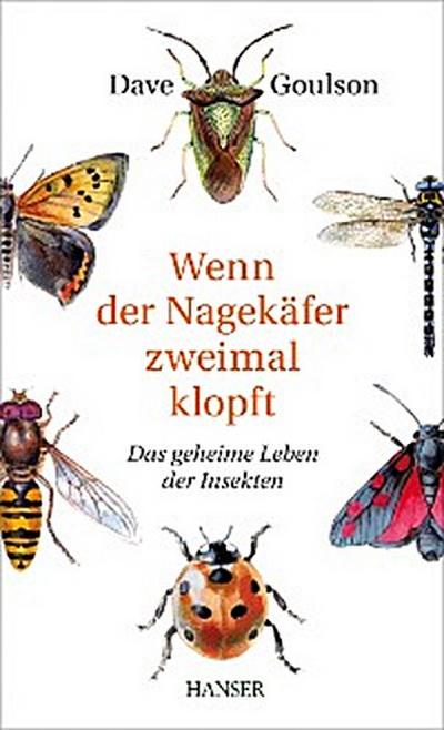 Wenn der Nagekäfer zweimal klopft