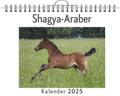 Shagya-Araber