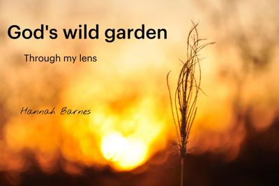 God’s wild garden