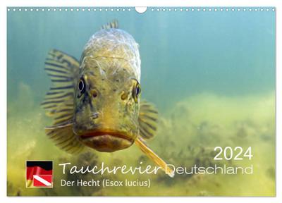 Tauchrevier Deutschland - Der Hecht (Esox lucius) (Wandkalender 2024 DIN A3 quer), CALVENDO Monatskalender