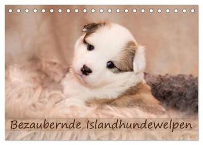 Bezaubernde Islandhundewelpen (Tischkalender 2026 DIN A5 quer), CALVENDO Monatskalender
