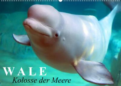 Wale - Kolosse der Meere (Wandkalender 2023 DIN A2 quer)