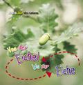 Von der Eichel bis zur Eiche