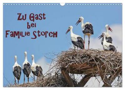 Zu Gast bei Familie Storch (Wandkalender 2026 DIN A3 quer), CALVENDO Monatskalender