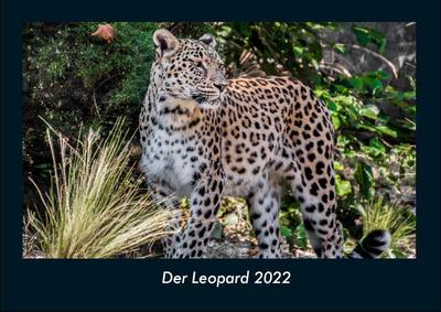 Der Leopard 2022 Fotokalender DIN A4
