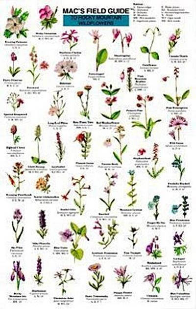 Mac’s Field Guides: Rocky Mountain Wildflowers