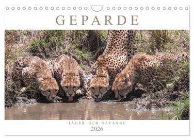 Geparde - Jäger der Savanne (Wandkalender 2026 DIN A4 quer), CALVENDO Monatskalender