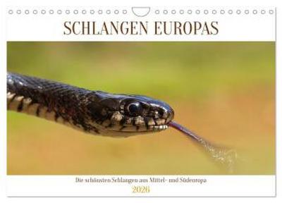 Schlangen Europas (Wandkalender 2026 DIN A4 quer), CALVENDO Monatskalender