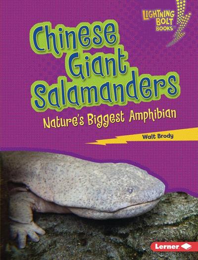 Chinese Giant Salamanders