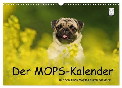 Der MOPS-Kalender (Wandkalender 2024 DIN A3 quer), CALVENDO Monatskalender