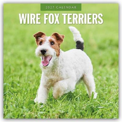 Wire Fox Terriers - Drahthaar Foxterrier 2027 - 16-Monatskalender