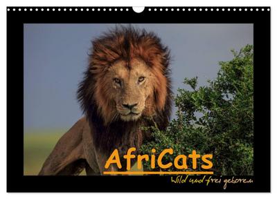 AfriCats (Wandkalender 2025 DIN A3 quer), CALVENDO Monatskalender