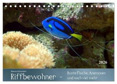 Riffbewohner - Bunte Fische, Anemonen und noch viel mehr (Tischkalender 2026 DIN A5 quer), CALVENDO Monatskalender