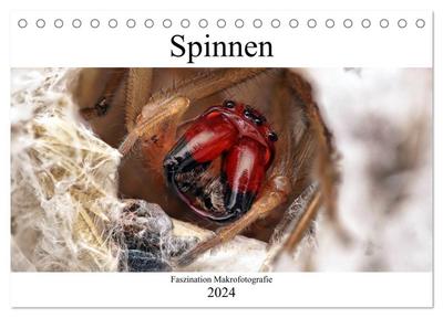Faszination Makrofotografie: Spinnen (Tischkalender 2024 DIN A5 quer), CALVENDO Monatskalender