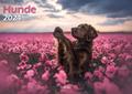 Hunde 2024 Bildkalender A3 quer - Natalie Große
