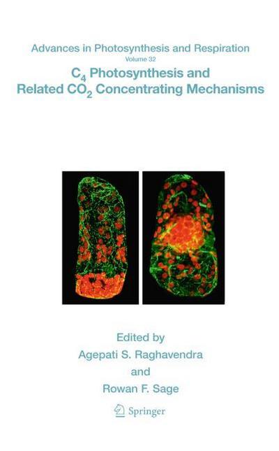 C4 Photosynthesis and Related CO2 Concentrated Mechanisms