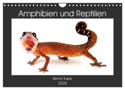 Amphibien und Reptilien (Wandkalender 2026 DIN A4 quer), CALVENDO Monatskalender