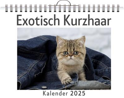 Krause, F: Exotisch Kurzhaar