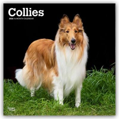 Collies - Langhaarcollie 2026 - 16-Monatskalender