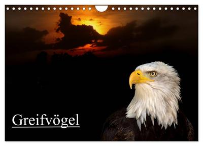 Greifvögel (Wandkalender 2024 DIN A4 quer), CALVENDO Monatskalender