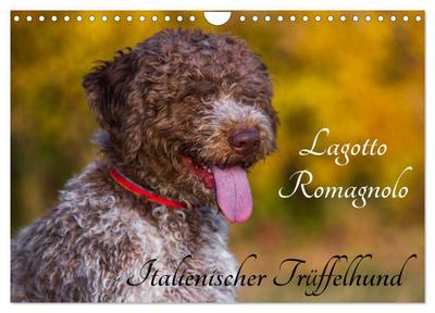 Lagotto Romagnolo - Italienischer Trüffelhund (Wandkalender 2024 DIN A4 quer), CALVENDO Monatskalender