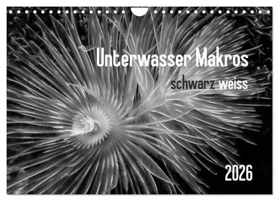 Unterwasser Makros - schwarz weiss 2026 (Wandkalender 2026 DIN A4 quer), CALVENDO Monatskalender