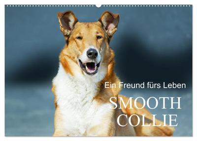 Ein Freund fürs Leben - Smooth Collie (Wandkalender 2026 DIN A2 quer), CALVENDO Monatskalender
