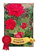 Poetry Inspired by the Sea of Life
