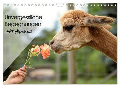Unvergessliche Begegnungen mit Alpakas (Wandkalender 2026 DIN A4 quer), CALVENDO Monatskalender