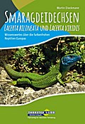 Smaragdeidechsen Lacerta bilineata und Lacerta vir