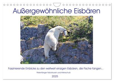 Das Leben der etwas "anderen" Eisbären! (Wandkalender 2025 DIN A4 quer), CALVENDO Monatskalender