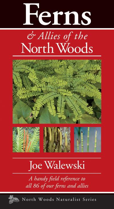 Ferns & Allies of the North Woods
