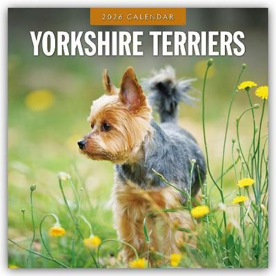 Yorkshire Terriers 2026 Square Wall Calendar