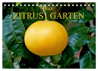 Bio Zitrus Garten (Tischkalender 2026 DIN A5 quer), CALVENDO Monatskalender