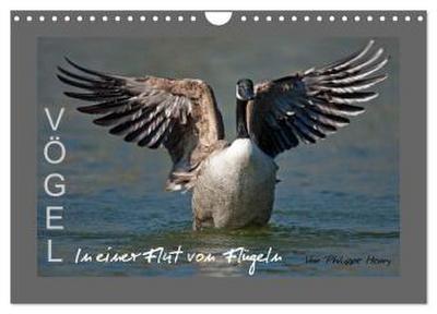 VÖGEL (Wandkalender 2026 DIN A4 quer), CALVENDO Monatskalender