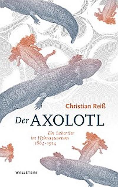 Der Axolotl