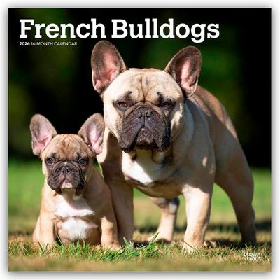 French Bulldogs - Französische Bulldogge 2026 - 16-Monatskalender