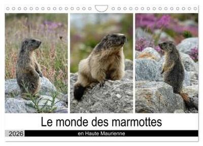 Le monde des marmottes en Haute Maurienne (Calendrier mural 2026 DIN A4 vertical), CALVENDO calendrier mensuel