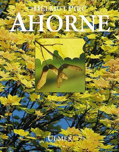 Ahorne 