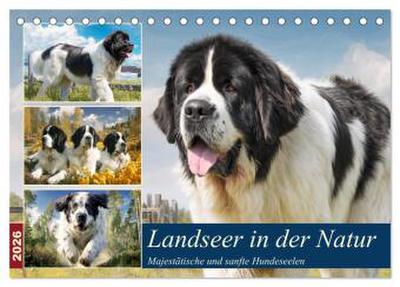 Landseer in der Natur. Majestätische und sanfte Hundeseelen (Tischkalender 2026 DIN A5 quer), CALVENDO Monatskalender