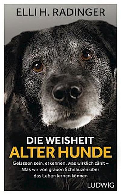 Die Weisheit alter Hunde