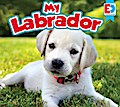 My Labrador