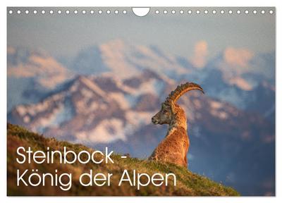 Steinbock - König der Alpen (Wandkalender 2026 DIN A4 quer), CALVENDO Monatskalender
