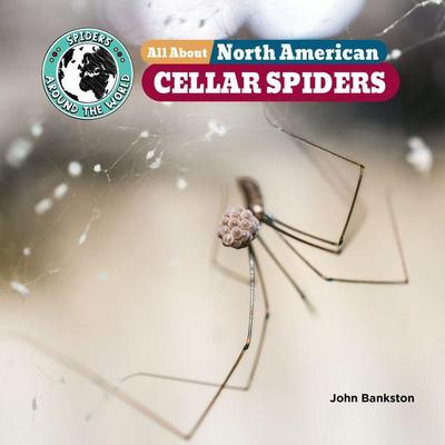 All about North American Cellar Spiders