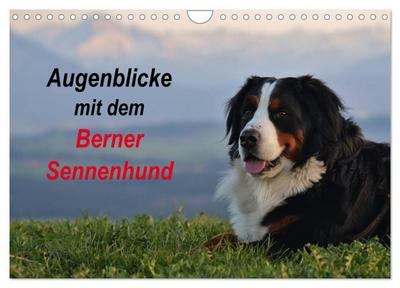 Augenblicke mit dem Berner Sennenhund (Wandkalender 2025 DIN A4 quer), CALVENDO Monatskalender